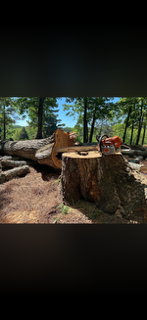 Large remaining tree stump with cut timber nearby