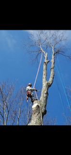 Heritage tree worker climbing a tree with rigging above
